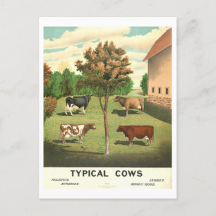 Country Life "Typical Cows" Vintage Lithograph Postcard