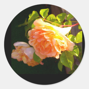 Country Peach Roses Classic Round Sticker