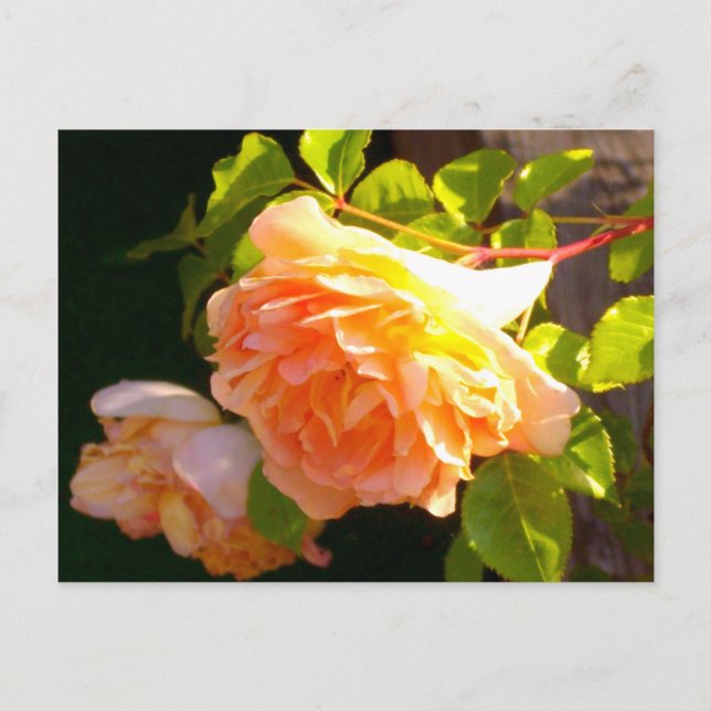 Country Peach Roses Postcard (Front)