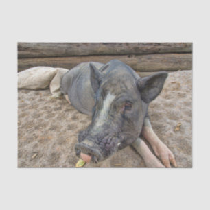 Country Pig Farm Animal Tissue Paper