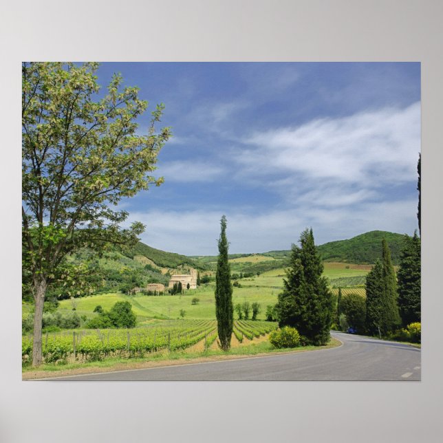 Country road curving between cypress trees in poster (Front)