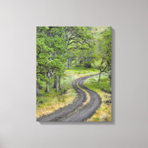 Country road through trees, Oregon Canvas Print