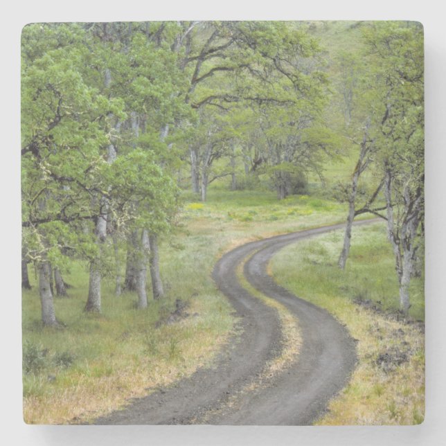 Country road through trees, Oregon Stone Coaster (Front)