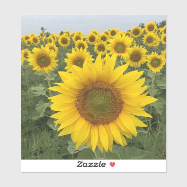 Country Rustic Yellow Sunflowers Harvest (Sheet)