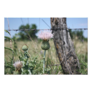 Country Thistle Photo Print