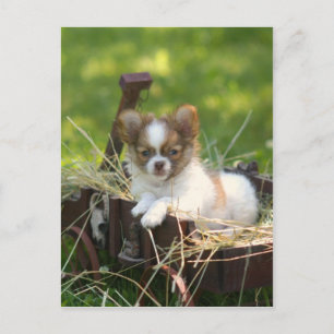 CountryBumpkin Postcard