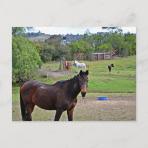 Countryside Rendezvous 3 Postcard