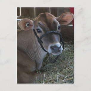 County Fair Cow Postcard