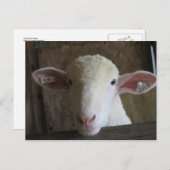 County Fair Sheep Postcard (Front/Back)