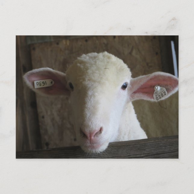 County Fair Sheep Postcard (Front)