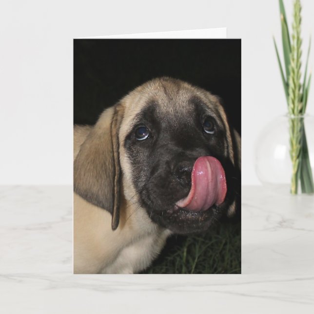 Coupable Mastiff Puppy Carte d'anniversaire (Devant)