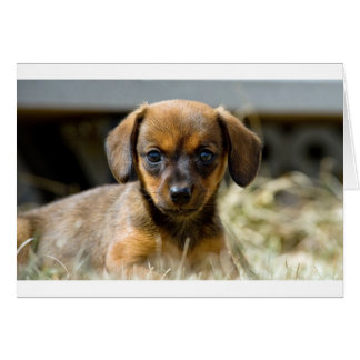 Coupe Daschund