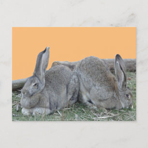 Coupe De Bonnets Mignonnes. Carte postale do-it-yo