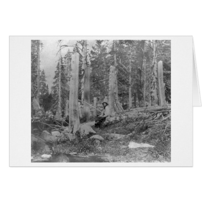 Coupe des arbres par Donner Party (Devant horizontal)