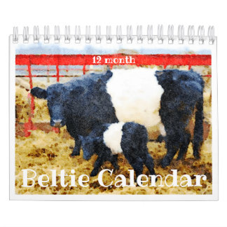 Coupe Galloway Beltie Striped Cote Calendrier