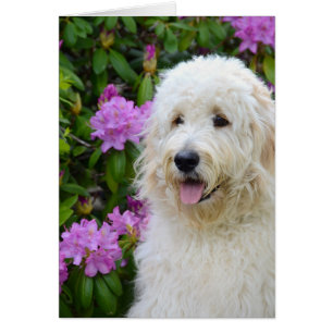 Coupe Goldendoodle