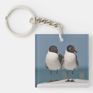 Couple de mouettes à tête noire