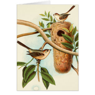 Couple d'oiseaux sur un nid perché sur une branche