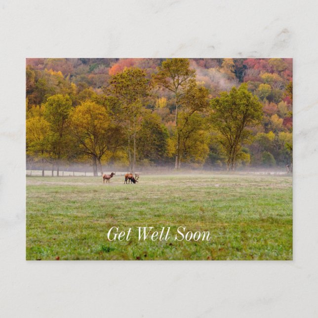 Couple Elk Se Bien Bientôt Carte Postale (Devant)