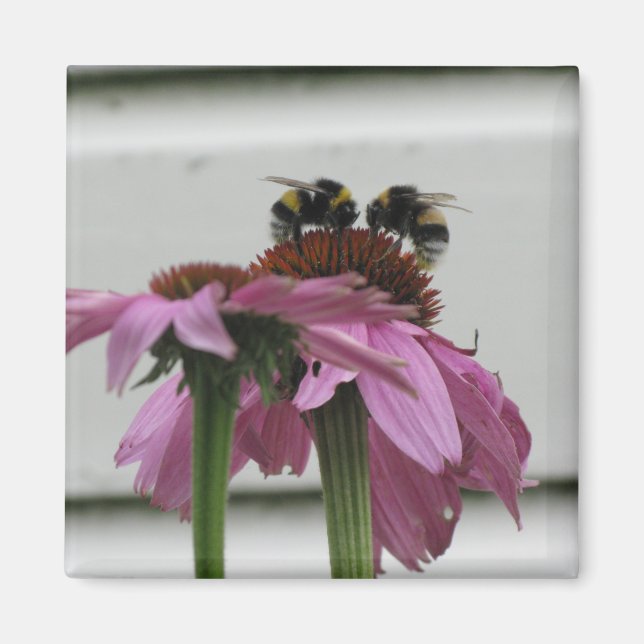 couple of bumblebees on coneflower  magnet (Front)