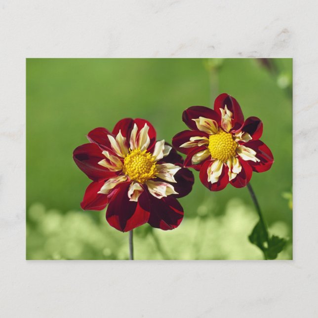 Couple Postcard (Front)