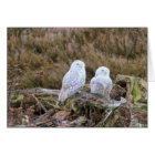 Couples de hibou de Milou