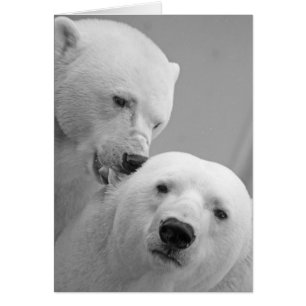 Couples mignons d'ours blanc
