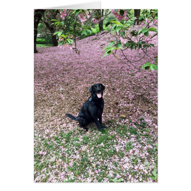 Coupure de ressort (Devant)