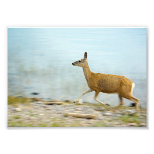 Courir Doe Photo