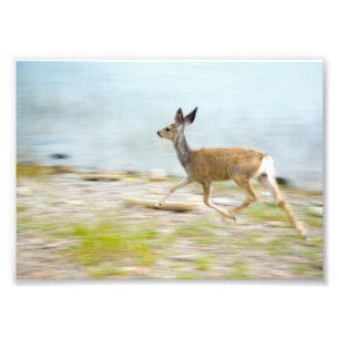 Courir la photo Fawn