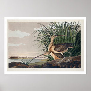 Courlis à long bec par Audubon Poster