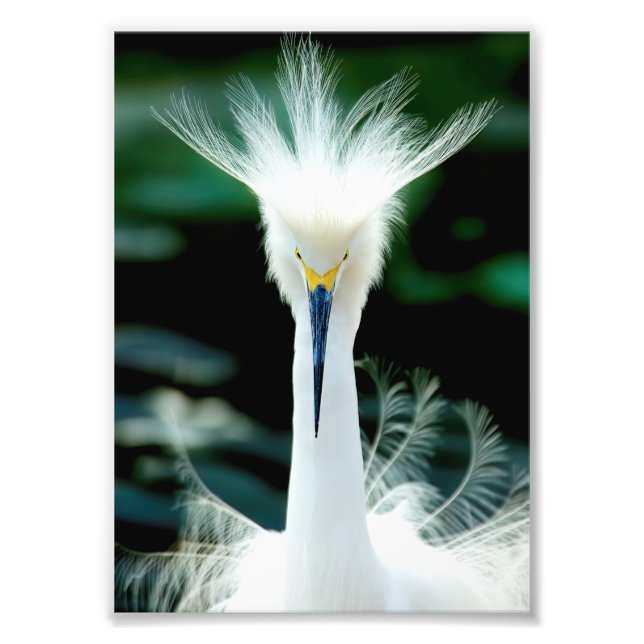 Couronne de plumes Impression photo (Devant)