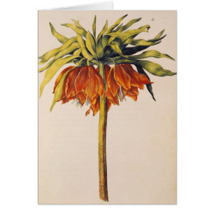 Couronnez la fritillaire, de 'La Guirlande de