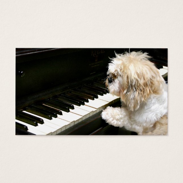 Cours de piano Shih Tzu (Devant)