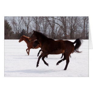 Course de neige de zen de B