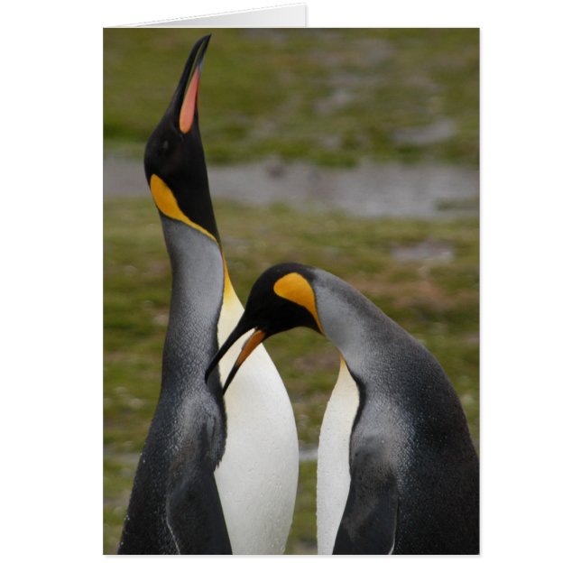 Courting King Penguins (Front)