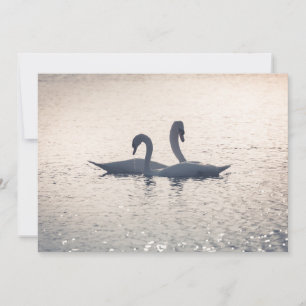 Courting Swans Card