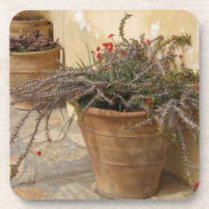 Courtyard Plant Coasters