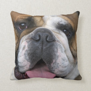 Coussin A English bulldog en Belgique.