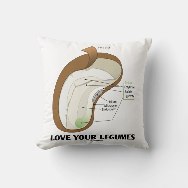Coussin Aimer vos légumineuses Bean Dicotyledon (Recto)