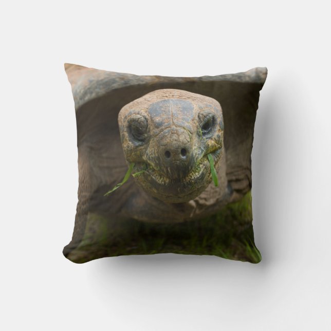 Coussin Alimentation Aldabra Tortoise (Recto)