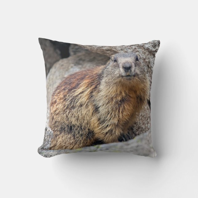 Coussin alpin de Marmot (Recto)