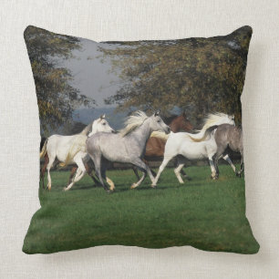 Coussin Arabes courant dans le domaine