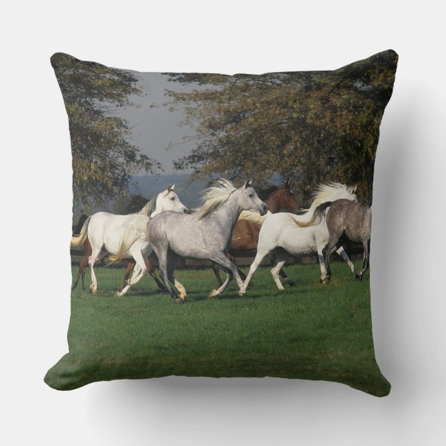 Coussin Arabes courant dans le domaine (Recto)