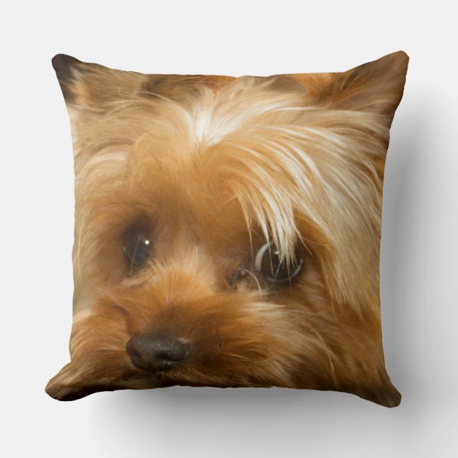 Coussin Attendez le terrier de yorkie de chien de haley (Recto)