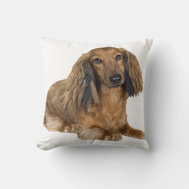 Coussin aux cheveux longs de teckel d'or (Recto)