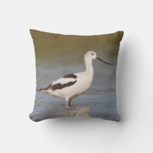Coussin Avocet américain blanc