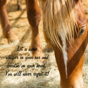 Coussins Citation De Cheval Zazzle Ca