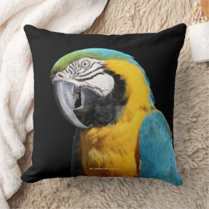 Coussin Beau oiseau de perroquet bleu et or Macaw