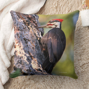 Coussin Beau Oiseau de pic pilé dans l'arbre